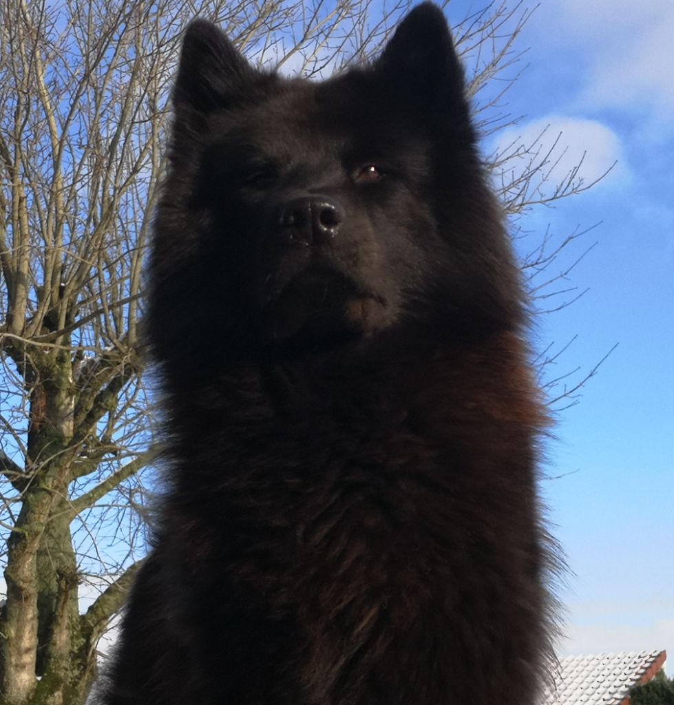 Chien - Ripley Des Crocs De Givre